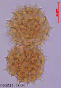 ISEM 1/Munnozia_jussieui_29075/Munnozia_jussieui_29075_0001(copy)_thumb.jpg
